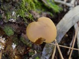 Callistosporium luteo-olivaceum image