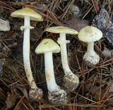 Amanita citrina f. lavendula image