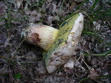 Postia stiptica image