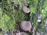Lactarius subumbonatus image