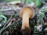 Lactarius subumbonatus image