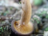 Lactarius subumbonatus image