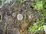 Humaria hemisphaerica image