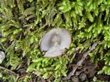 Humaria hemisphaerica image