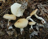 Leucopaxillus laterarius image