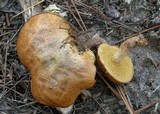 Suillus cothurnatus image