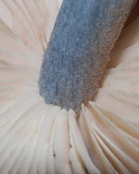 Entoloma haastii image