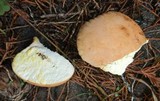 Calvatia rubroflava image