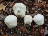 Calvatia craniiformis image