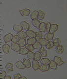 Entoloma haastii image