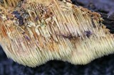 Sarcodontia setosa image