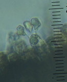 Entoloma haastii image