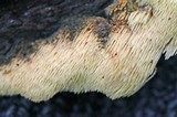 Sarcodontia setosa image