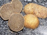 Rhizopogon luteolus image