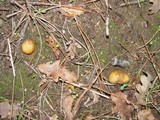 Rhizopogon luteolus image