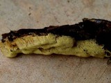 Sarcodontia setosa image