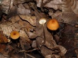 Rhizomarasmius pyrrhocephalus image