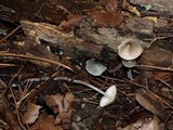 Mycena subcaerulea image