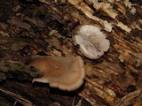 Lentinellus castoreus image