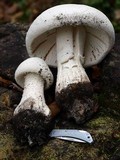 Amanita polypyramis image