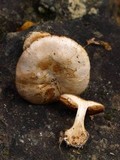 Cortinarius scaurotraganoides image