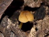 Pluteus romellii image