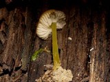 Pluteus romellii image
