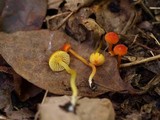 Hygrocybe miniata image