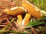 Suillus americanus image
