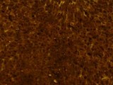 Rhizopogon luteolus image