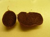 Rhizopogon luteolus image