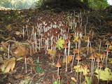 Parasola conopilea image
