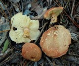 Cystodermella cinnabarina image