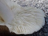 Megacollybia subfurfuracea image