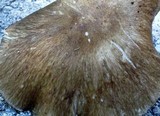 Megacollybia subfurfuracea image