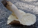 Megacollybia subfurfuracea image