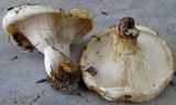 Lactarius resimus image