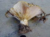Lactarius resimus image