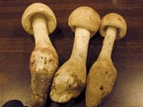 Amanita daucipes image