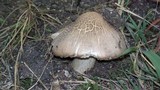 Termitomyces clypeatus image
