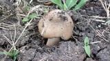 Termitomyces clypeatus image