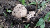 Termitomyces clypeatus image