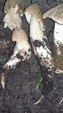 Termitomyces clypeatus image