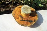Boletus luridus image