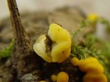 Phaeohelotium epiphyllum image