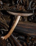 Pluteus perroseus image
