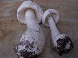 Amanita polypyramis image