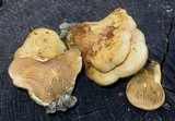 Tapinella panuoides image