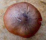 Gymnopilus pulchrifolius image