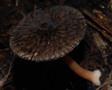 Pluteus perroseus image